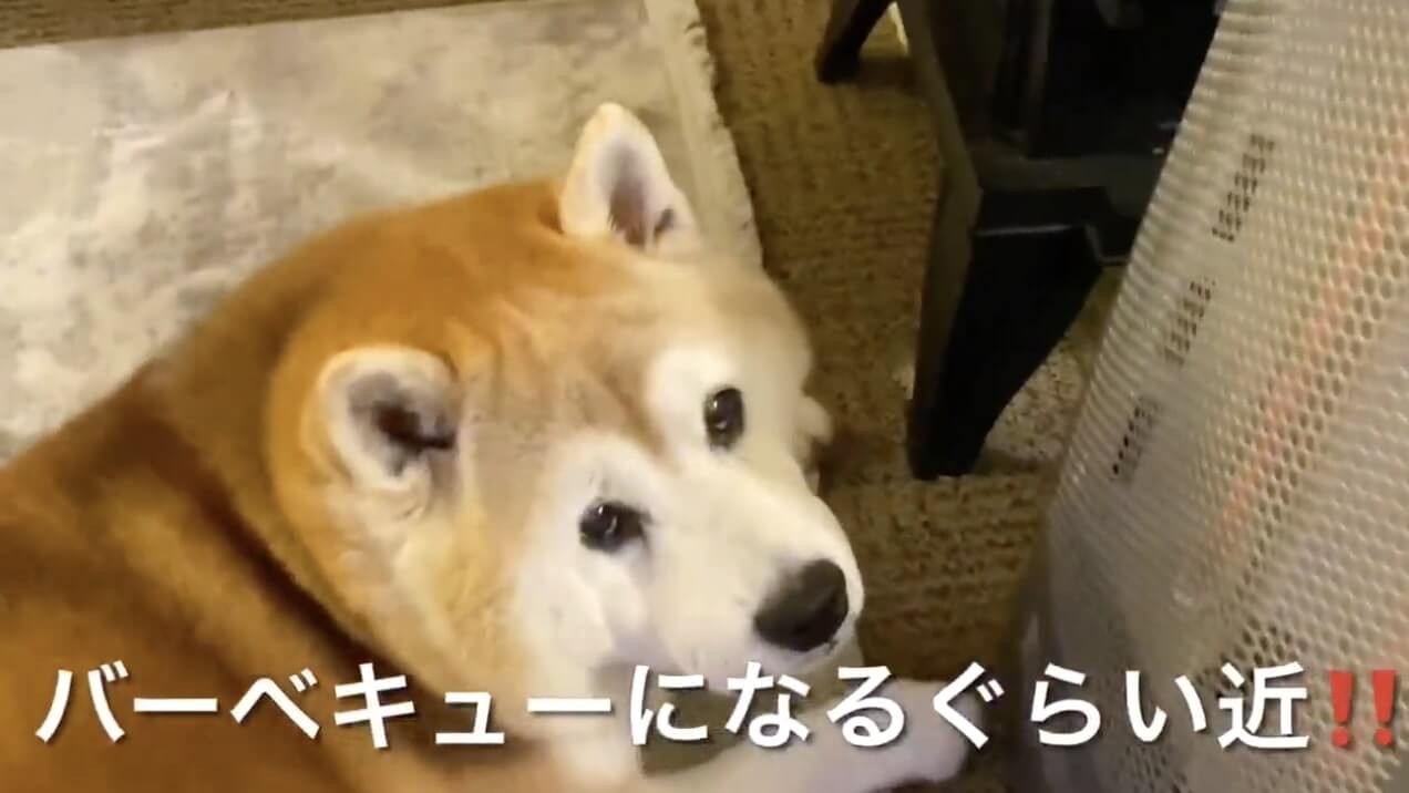 柴犬,YouTube