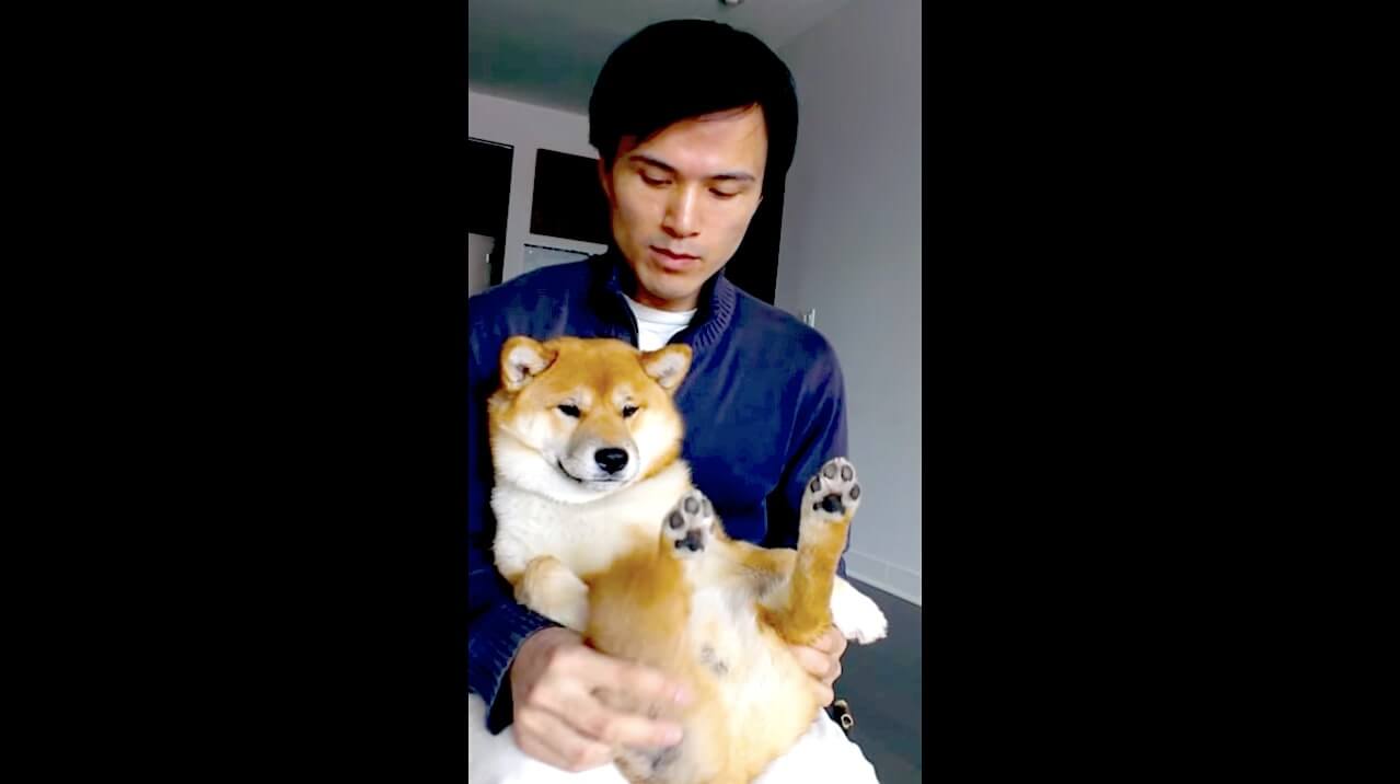 柴犬,YouTube