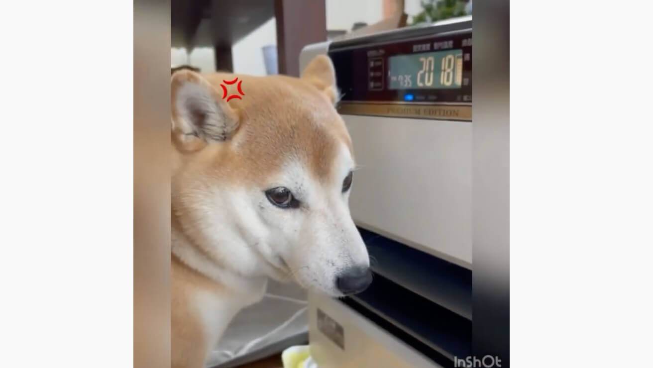 柴犬,YouTube