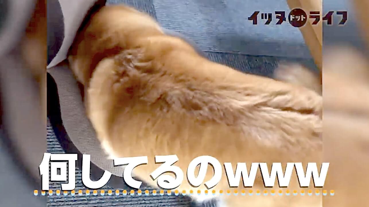 柴犬,動画,イッヌドットライフ