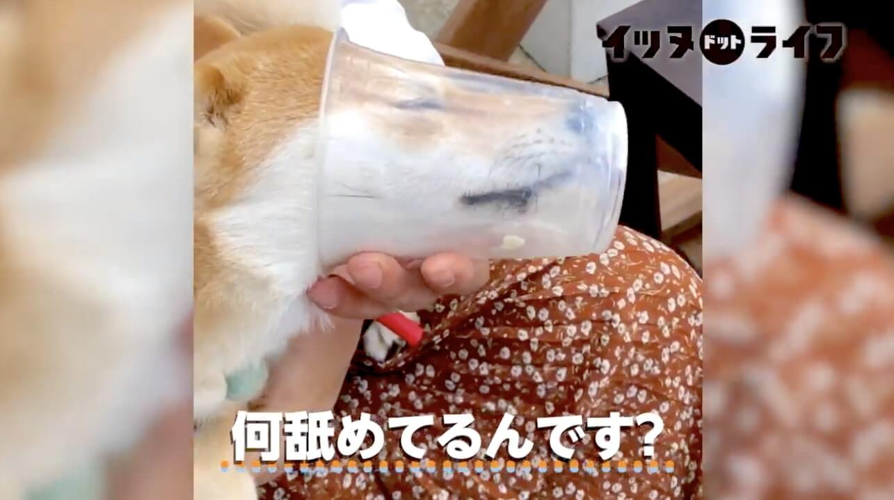 柴犬,動画,イッヌドットライフ