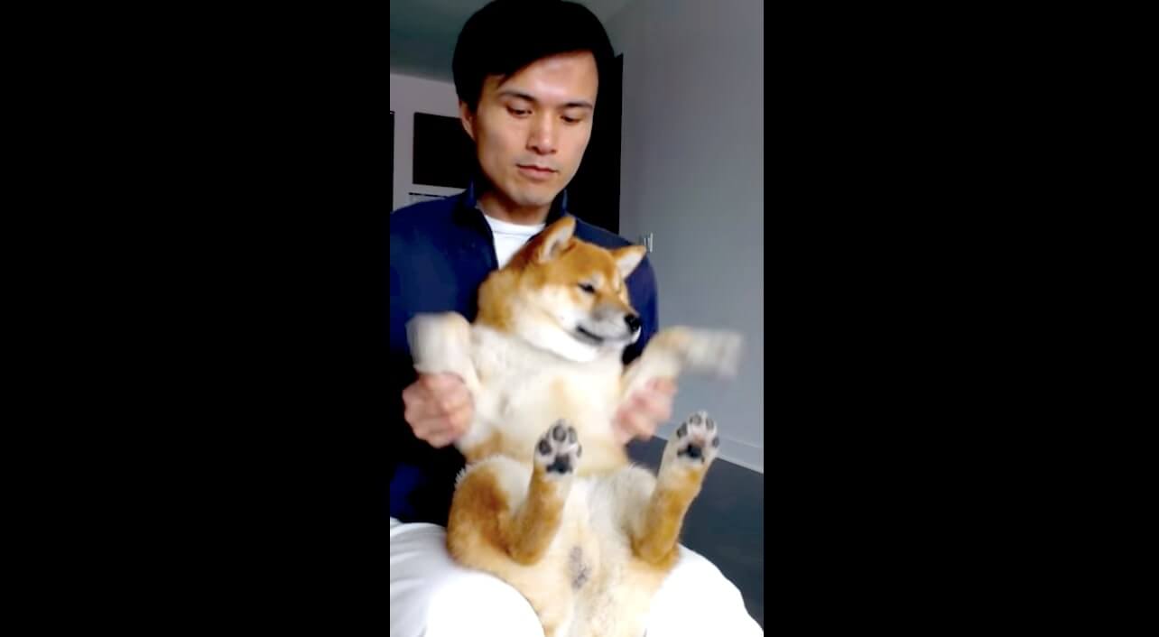 柴犬,YouTube