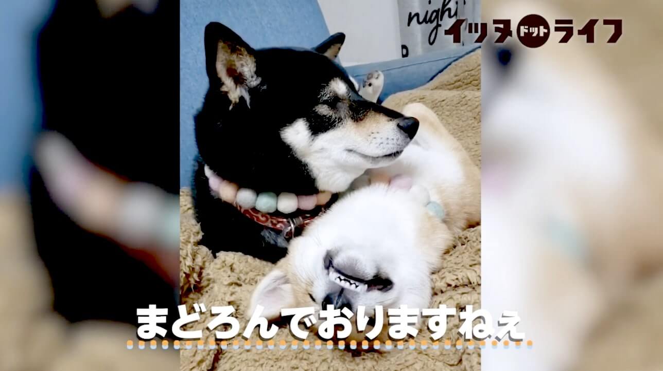 柴犬,動画,イッヌドットライフ