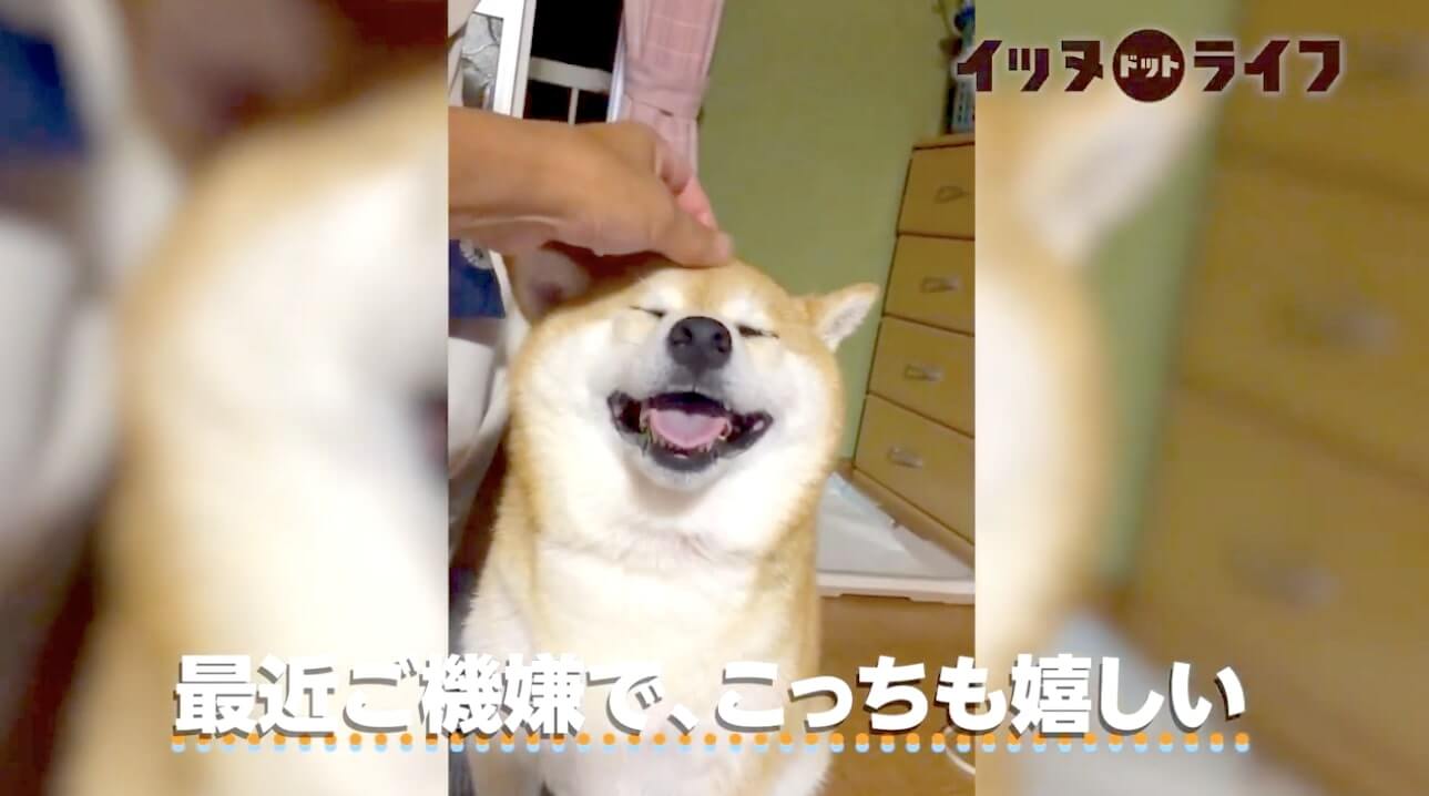 柴犬,動画,イッヌドットライフ