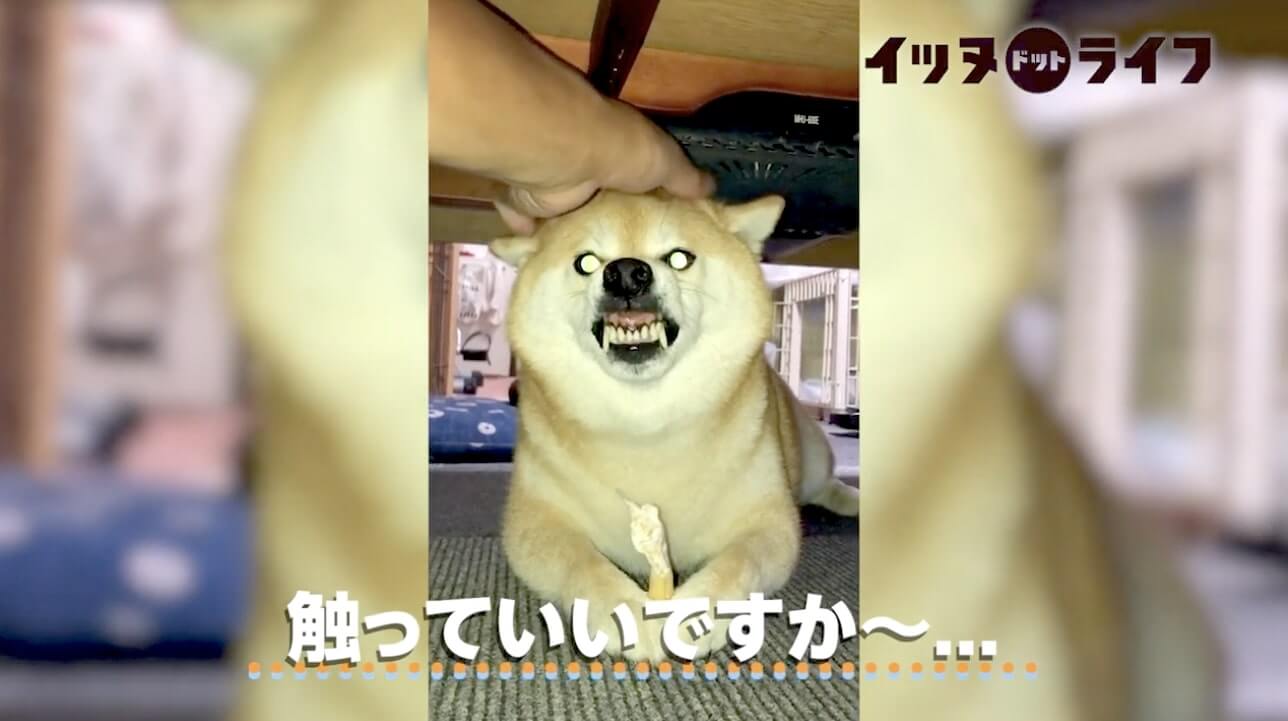 柴犬,動画,イッヌドットライフ