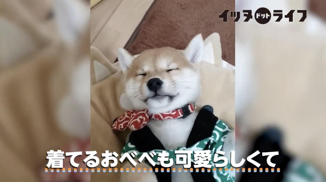 柴犬,動画,イッヌドットライフ