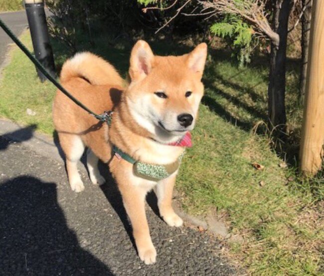 柴犬,Twitter