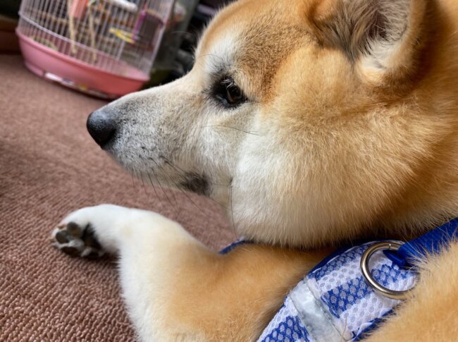 柴犬,Twitter