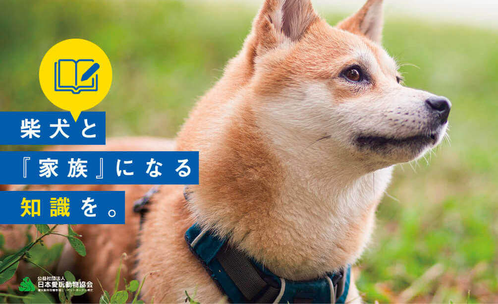 柴犬,愛玩動物飼養管理士