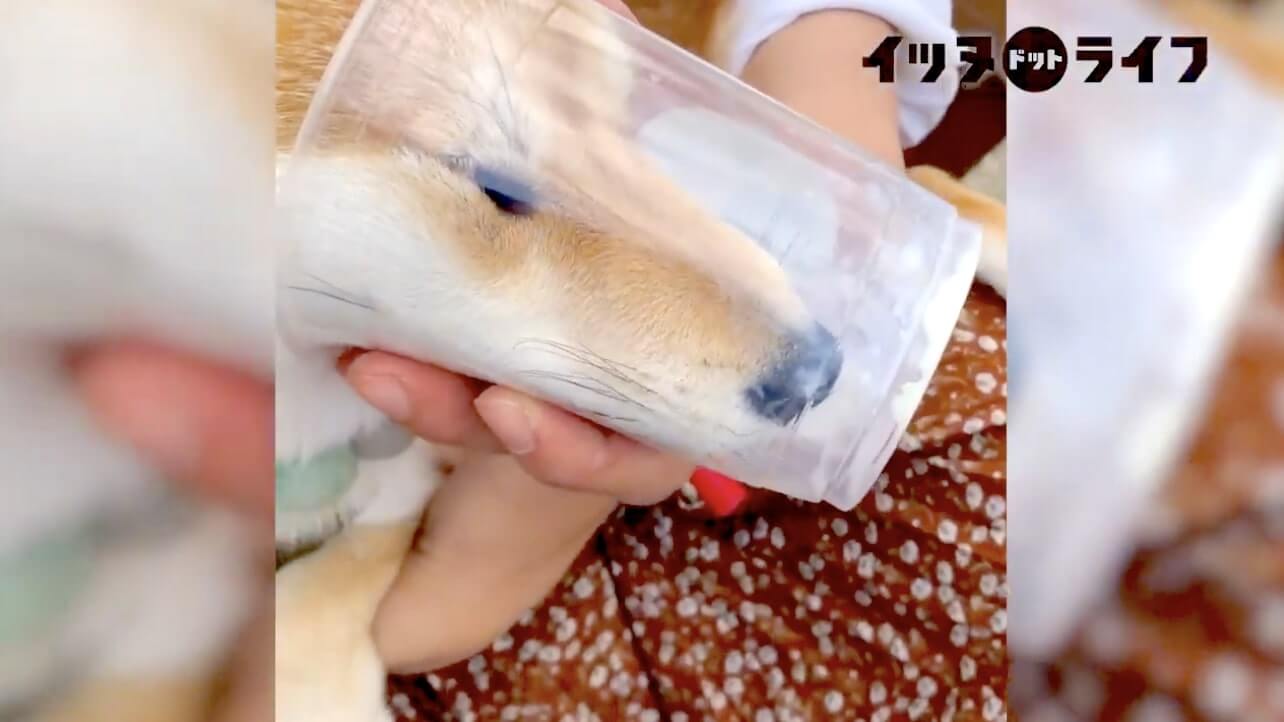 柴犬,動画,イッヌドットライフ