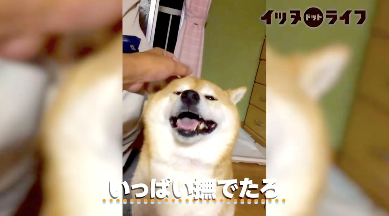 柴犬,動画,イッヌドットライフ