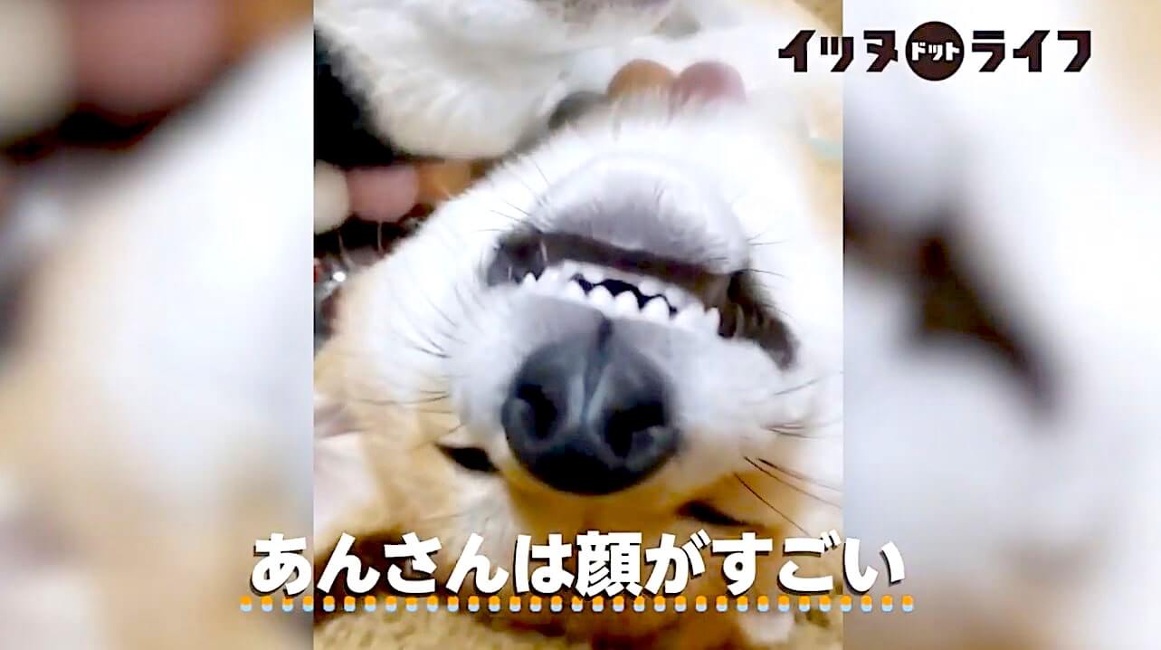柴犬,動画,イッヌドットライフ
