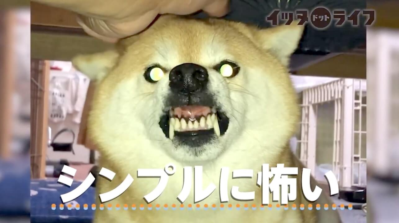 柴犬,動画,イッヌドットライフ