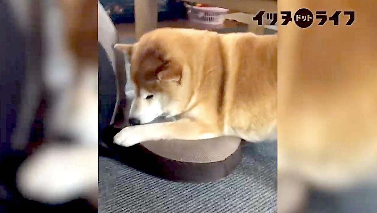 柴犬,動画,イッヌドットライフ