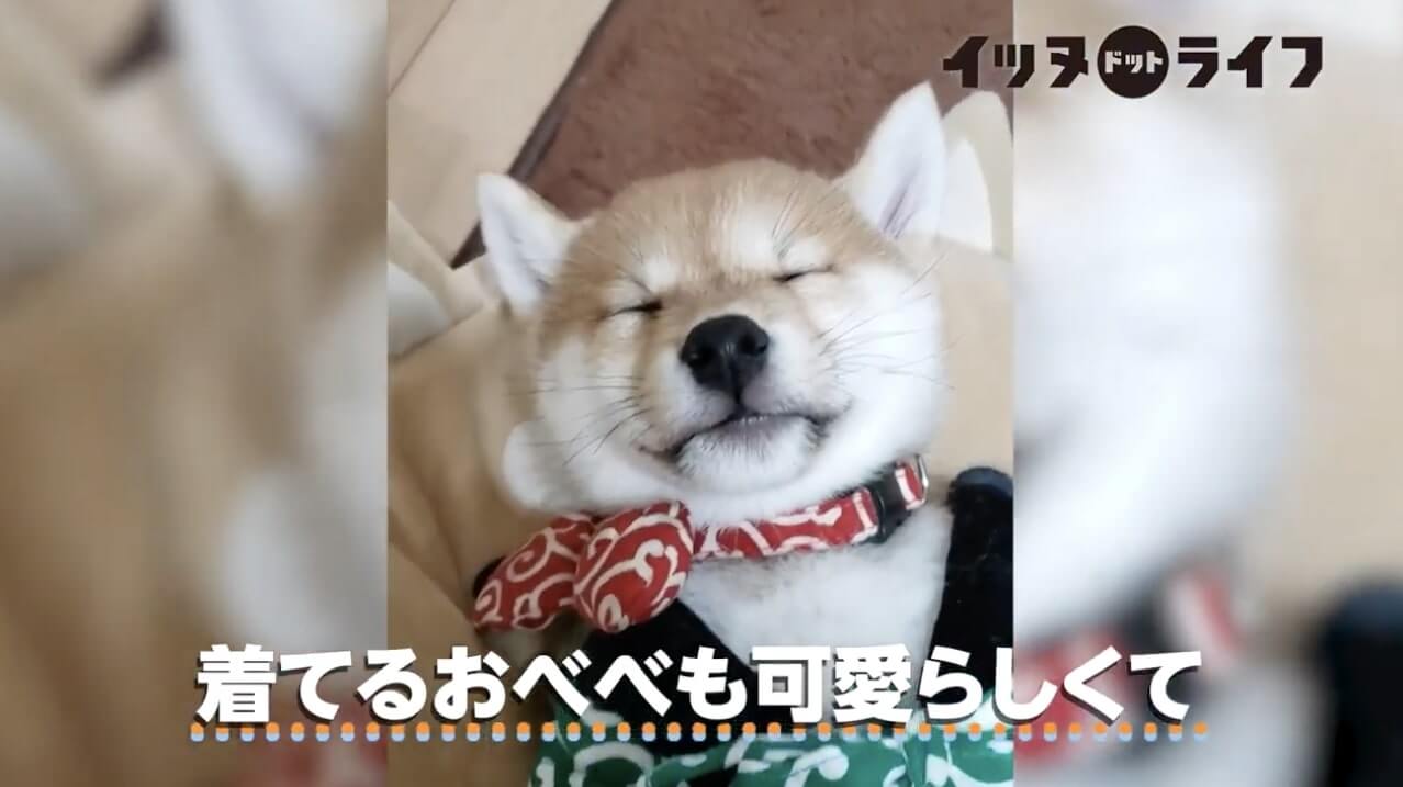 柴犬,動画,イッヌドットライフ