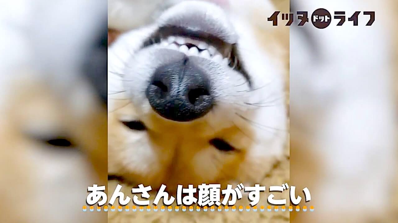 柴犬,動画,イッヌドットライフ
