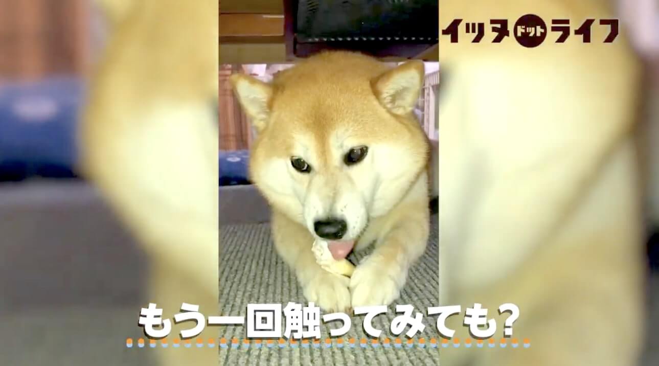 柴犬,動画,イッヌドットライフ