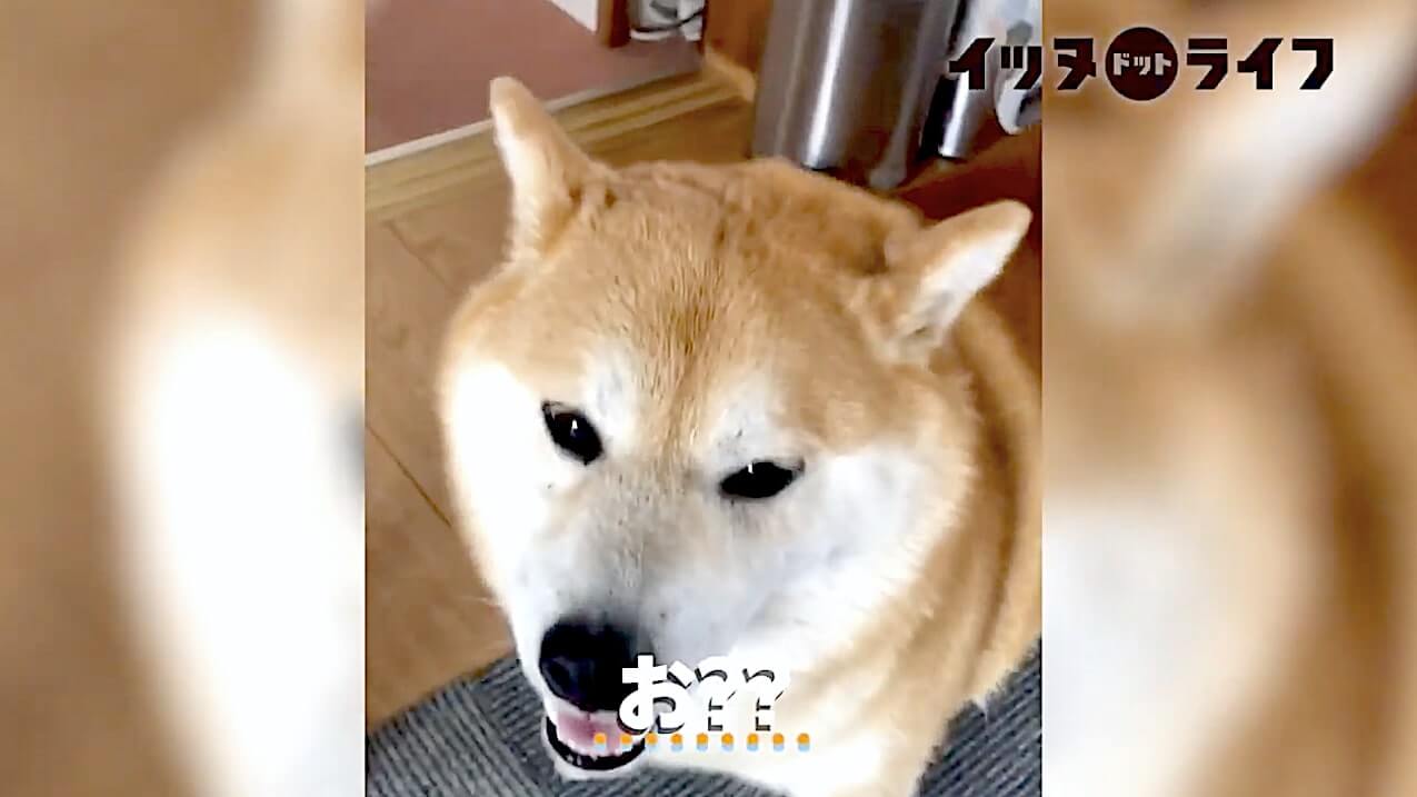 柴犬,動画,イッヌドットライフ