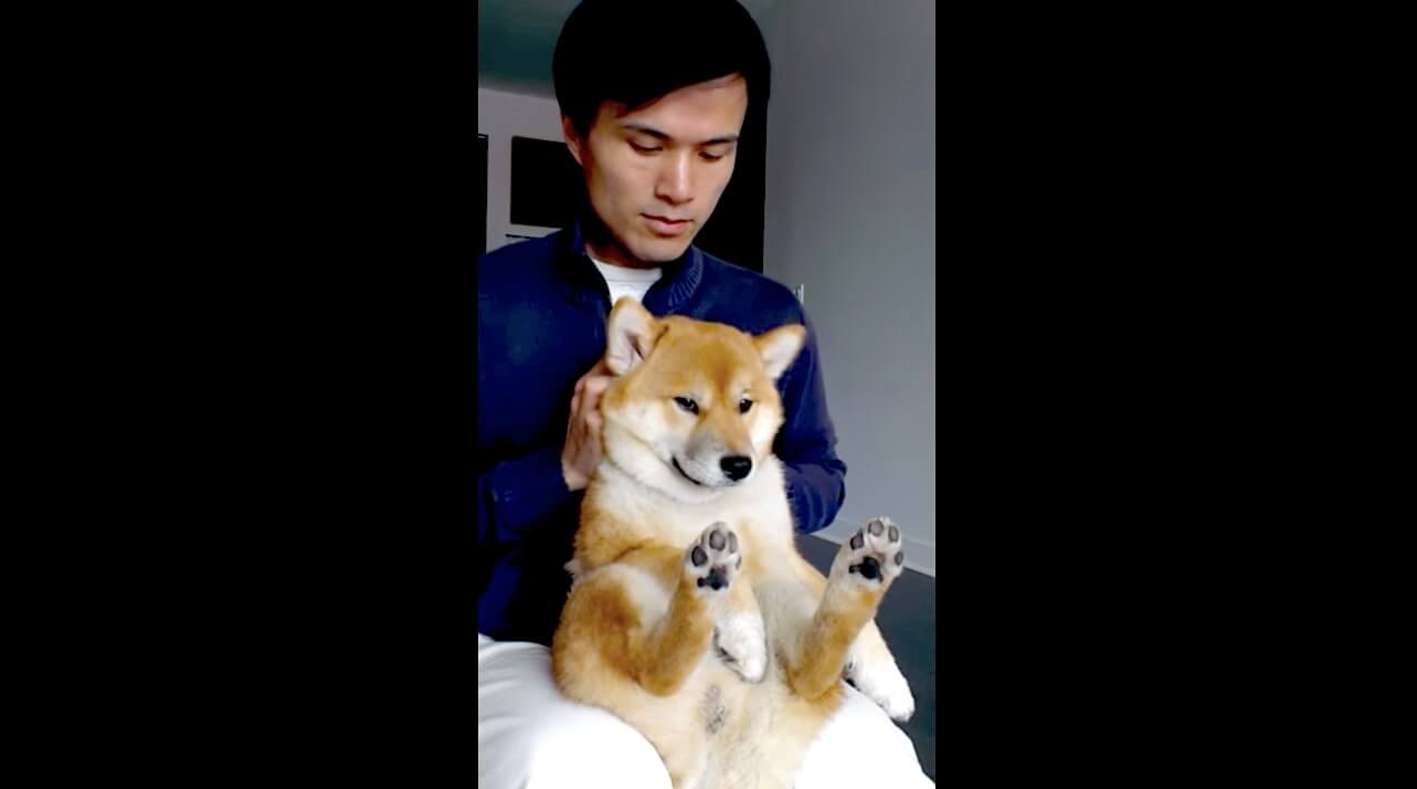 柴犬,YouTube