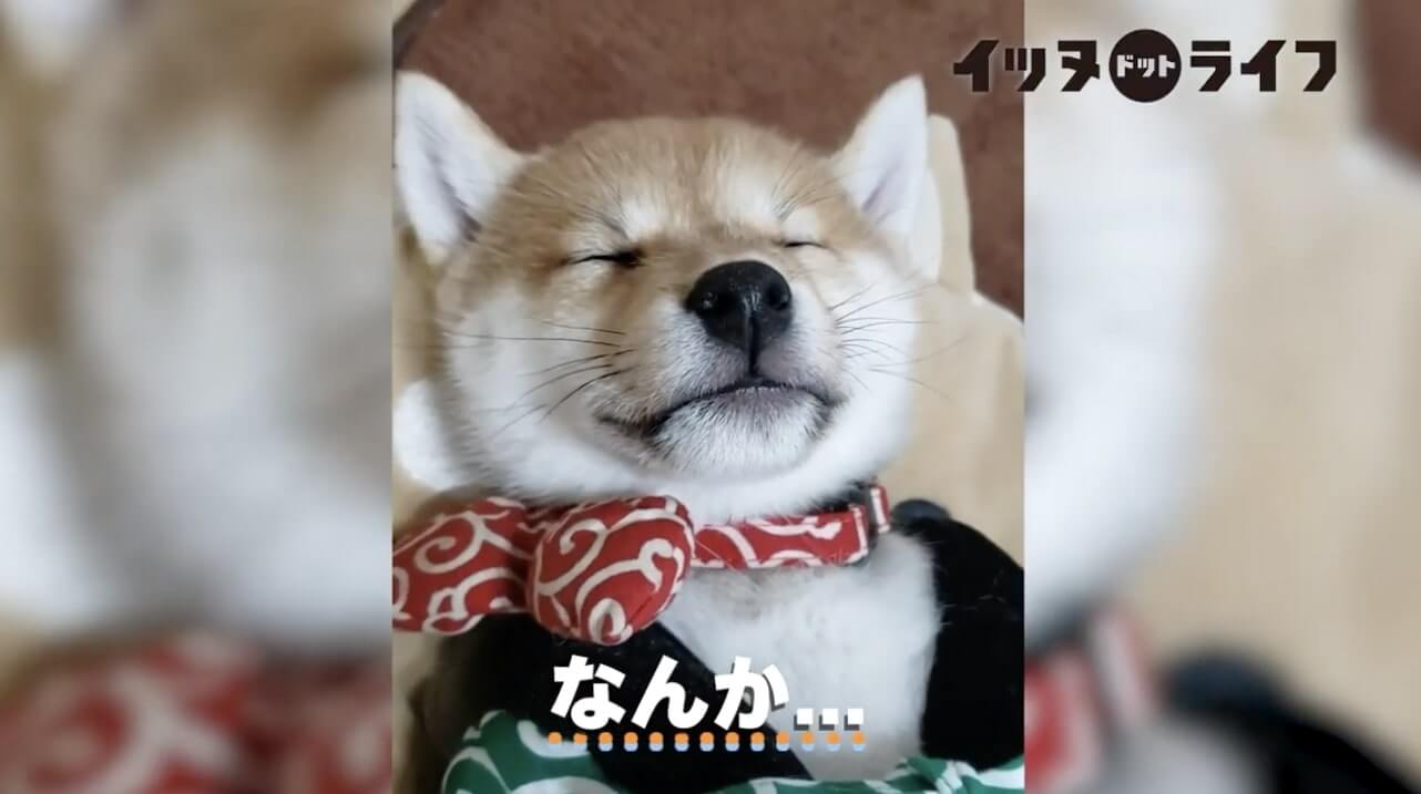 柴犬,動画,イッヌドットライフ