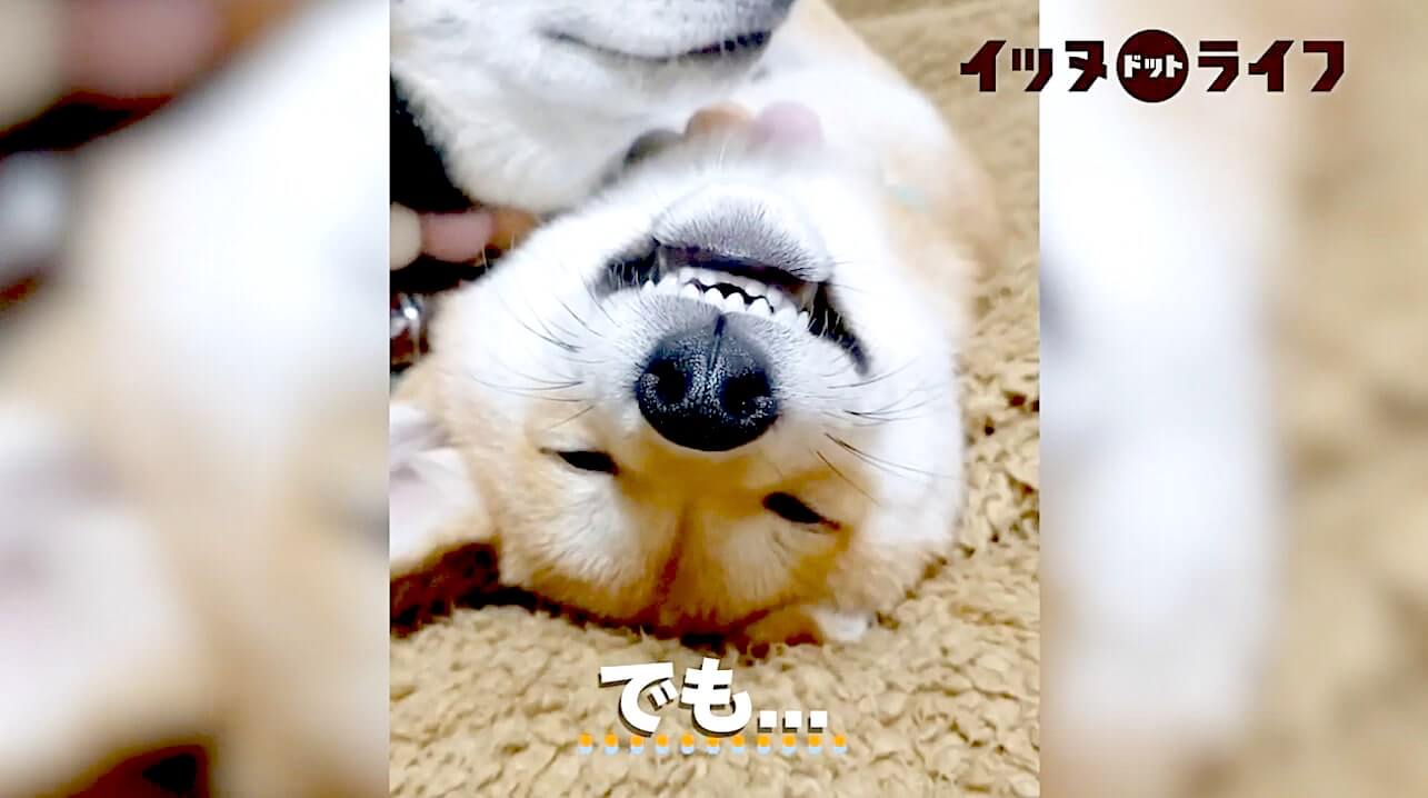 柴犬,動画,イッヌドットライフ