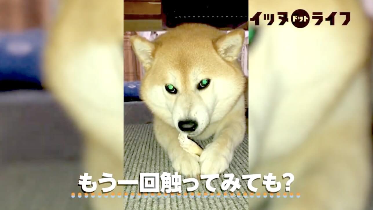 柴犬,動画,イッヌドットライフ