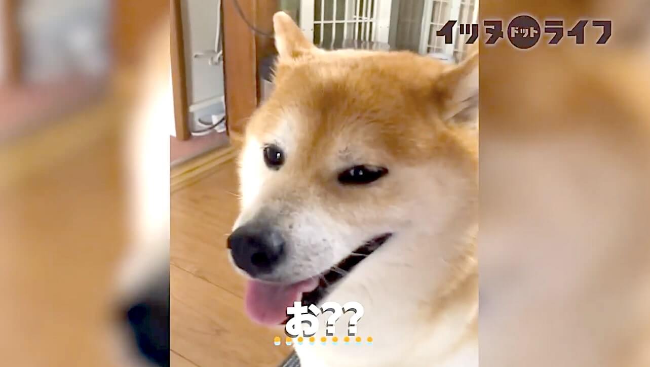 柴犬,動画,イッヌドットライフ