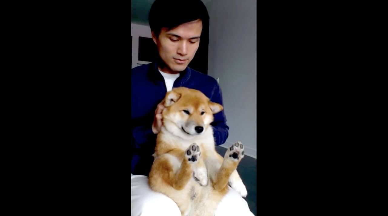 柴犬,YouTube