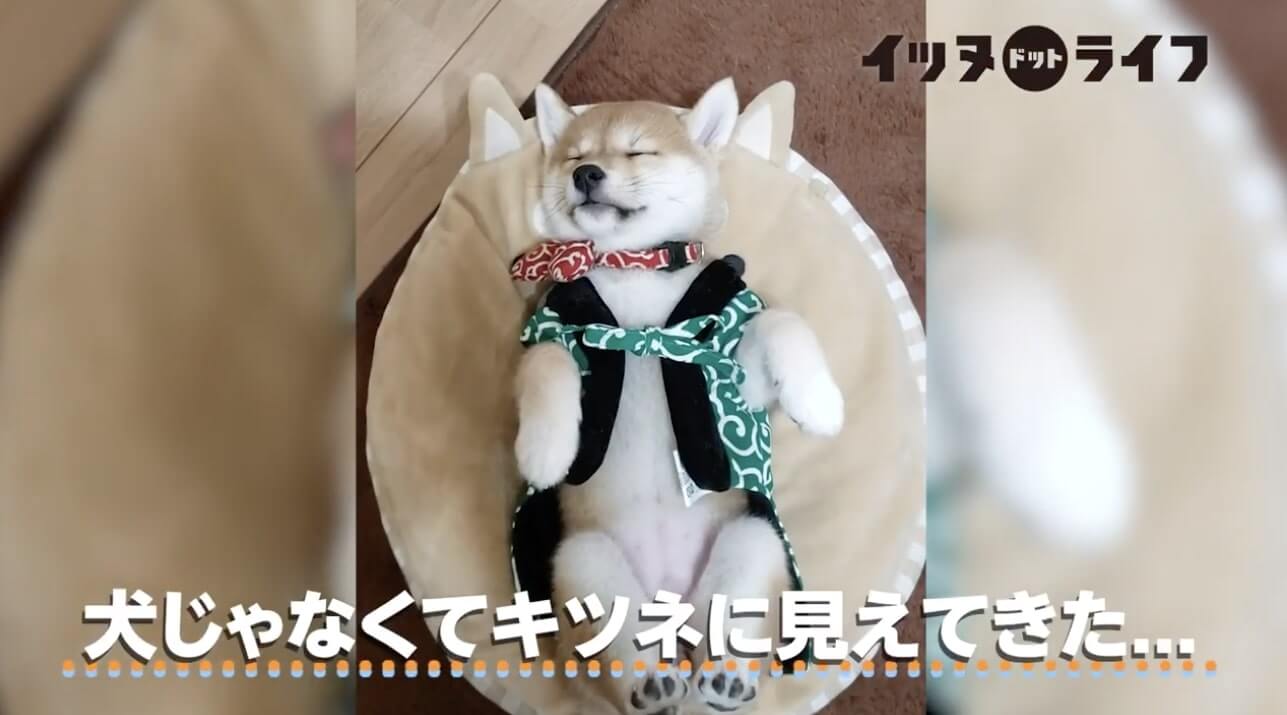 柴犬,動画,イッヌドットライフ
