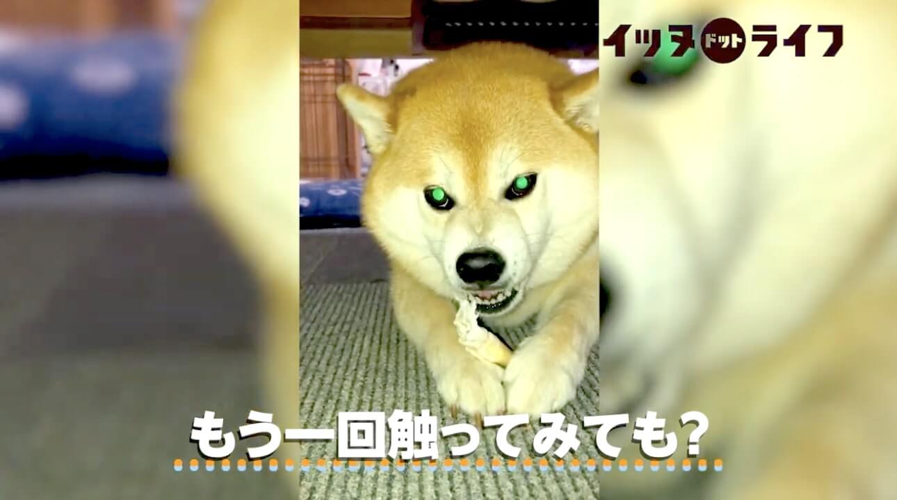 柴犬,動画,イッヌドットライフ