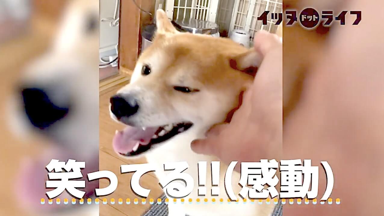 柴犬,動画,イッヌドットライフ