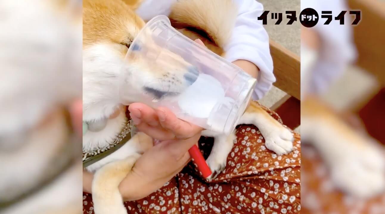 柴犬,動画,イッヌドットライフ