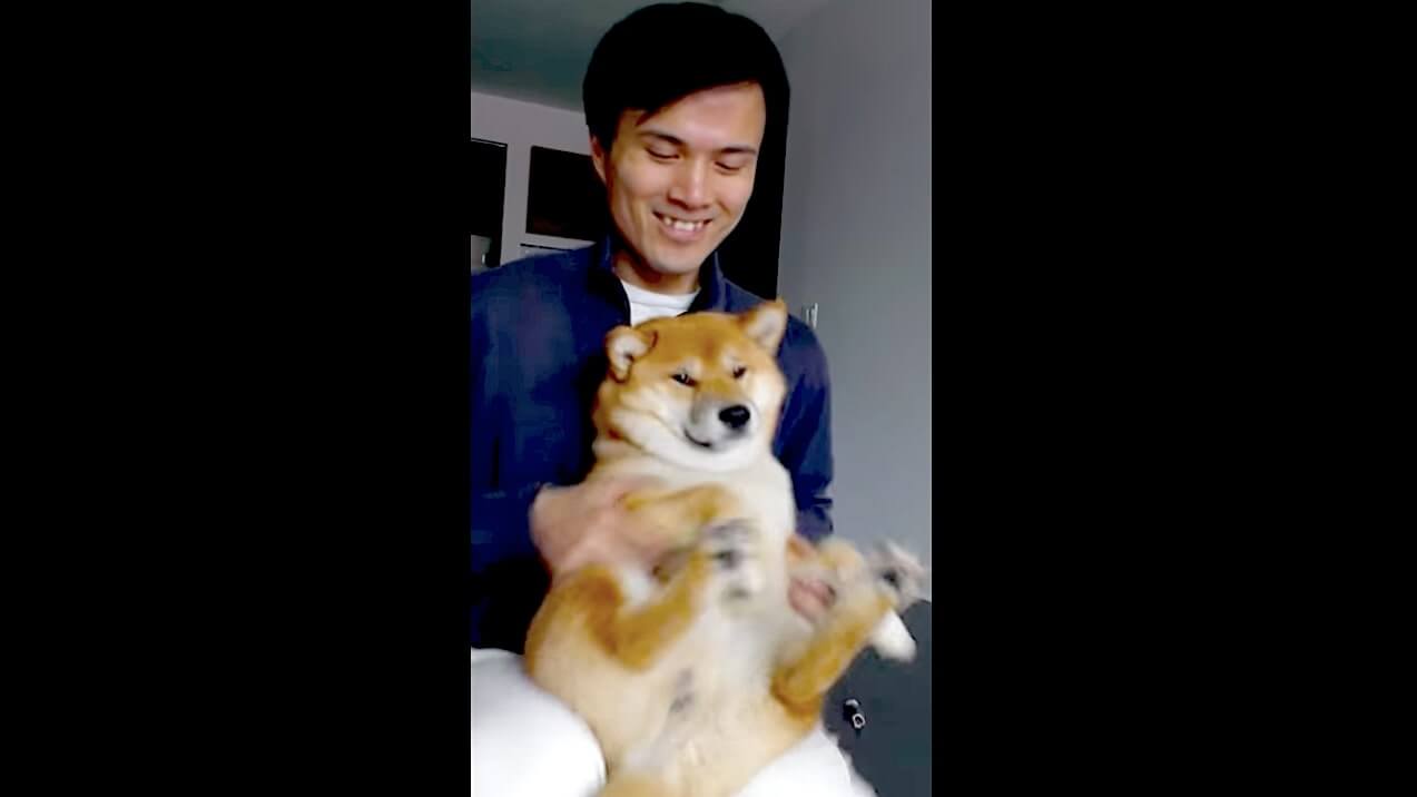 柴犬,YouTube
