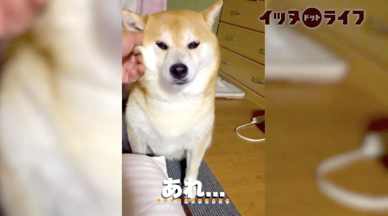 柴犬,動画,イッヌドットライフ