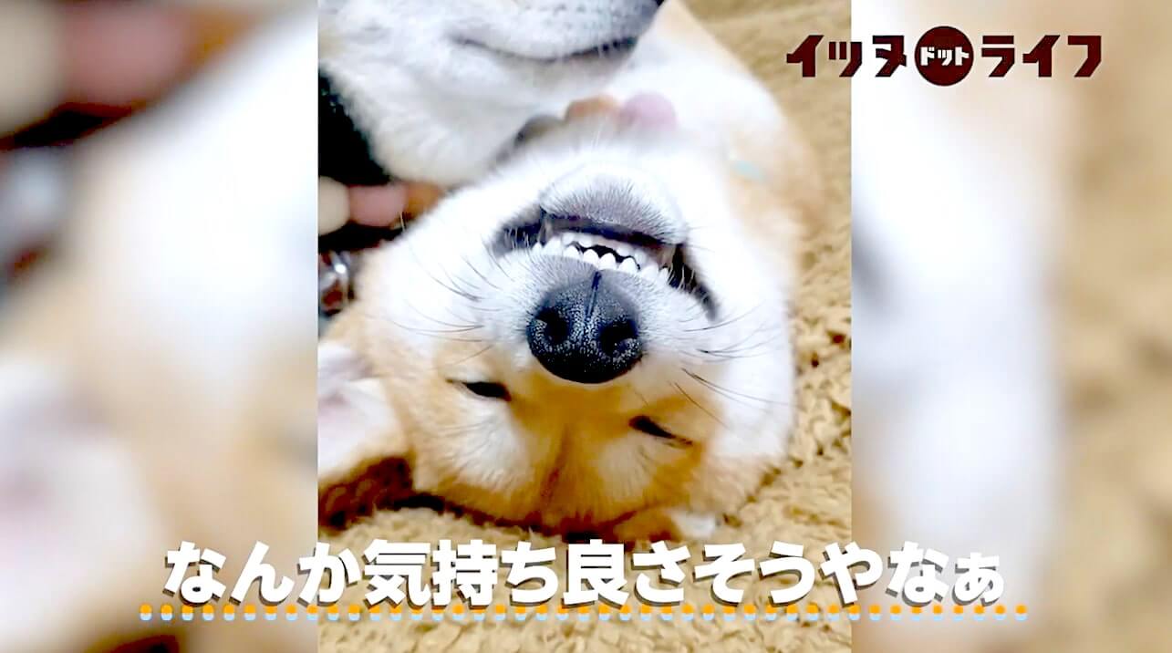 柴犬,動画,イッヌドットライフ