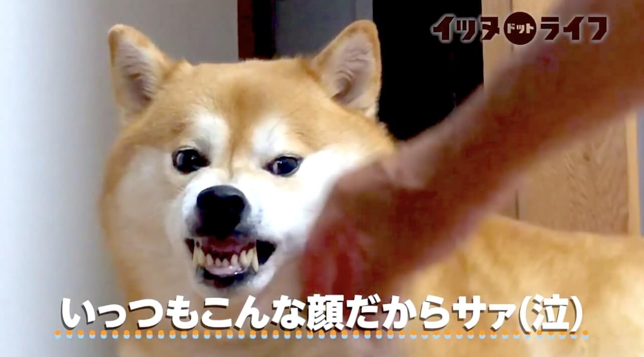 柴犬,動画,イッヌドットライフ