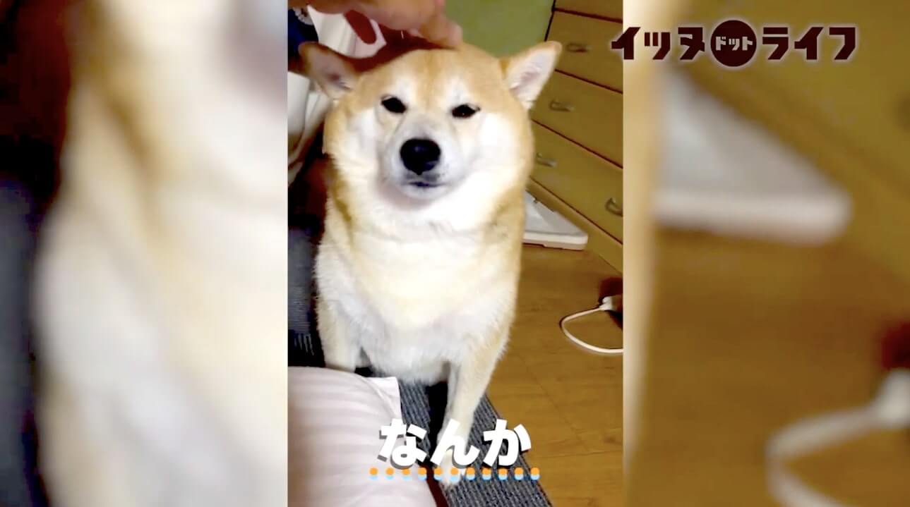 柴犬,動画,イッヌドットライフ