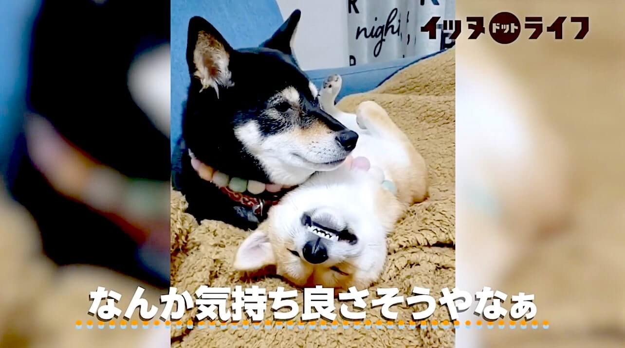 柴犬,動画,イッヌドットライフ