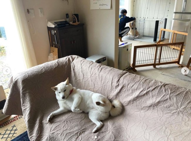 柴犬,Instagram