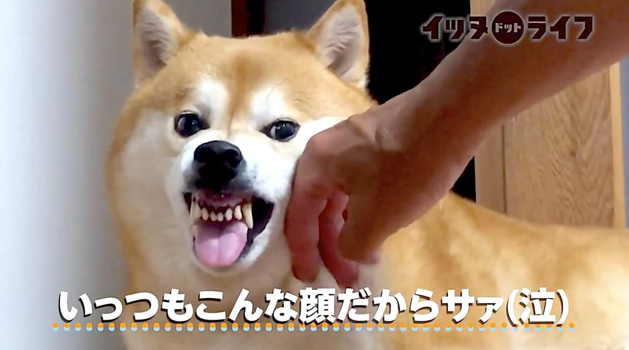 柴犬,動画,イッヌドットライフ
