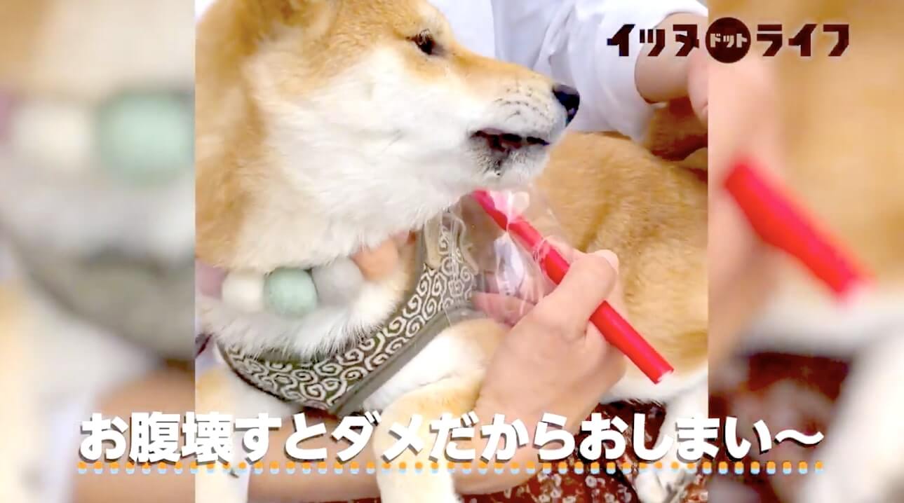 柴犬,動画,イッヌドットライフ