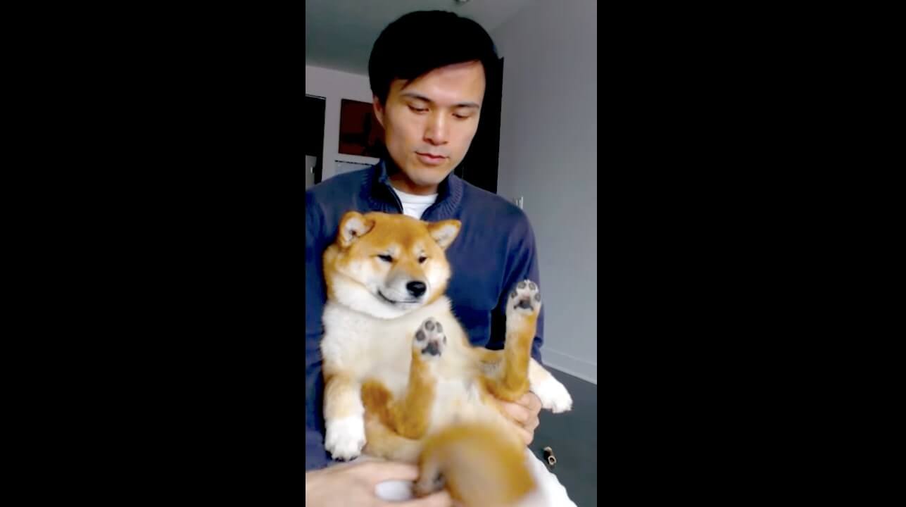 柴犬,YouTube