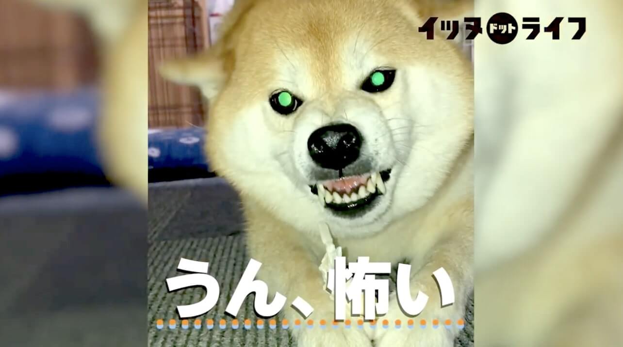 柴犬,動画,イッヌドットライフ