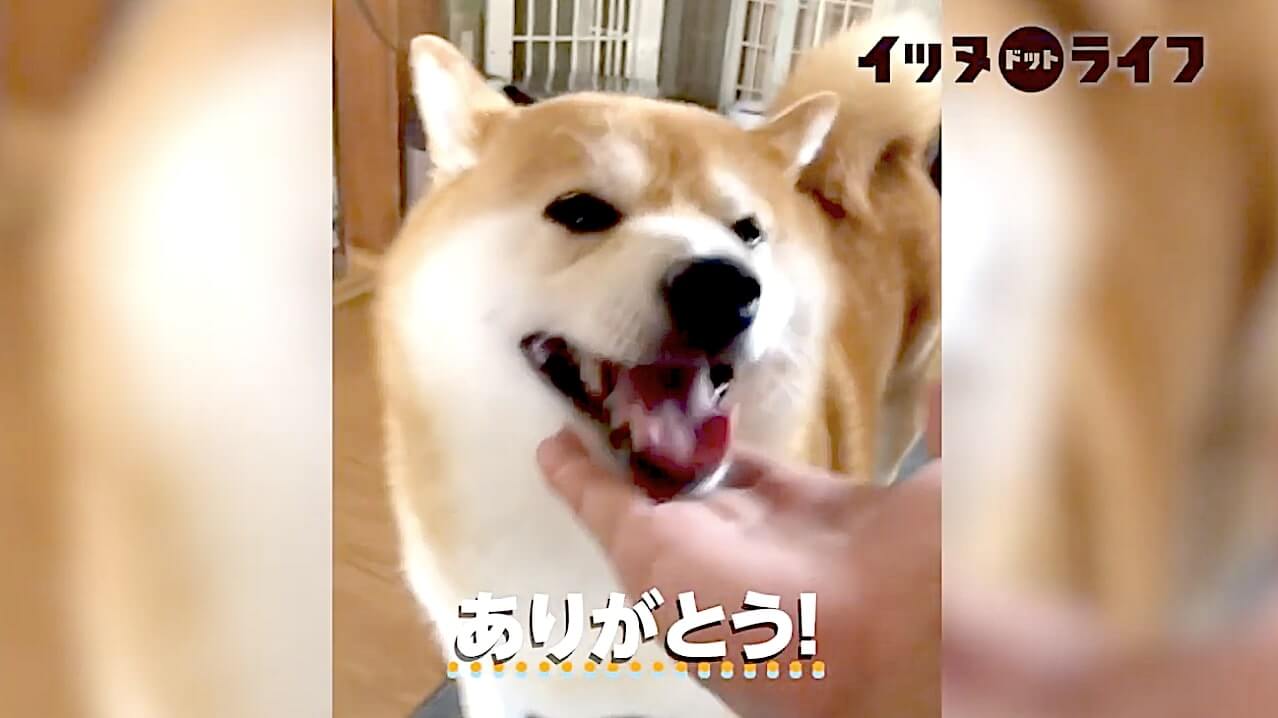 柴犬,動画,イッヌドットライフ