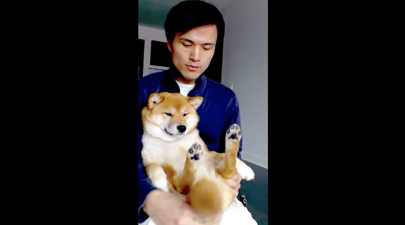 柴犬,YouTube