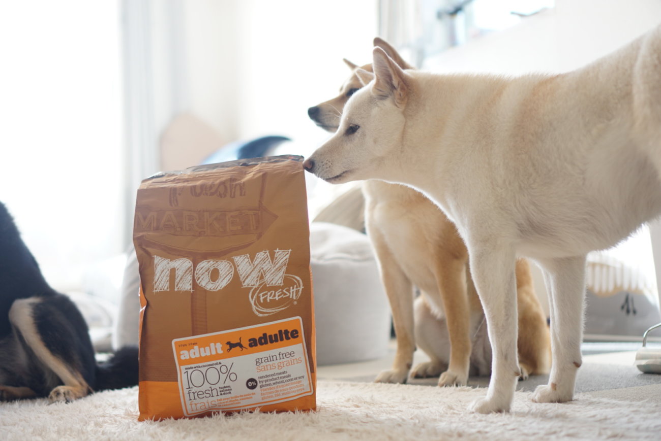 柴犬,フード,NOW FRESH,ナウフレッシュ