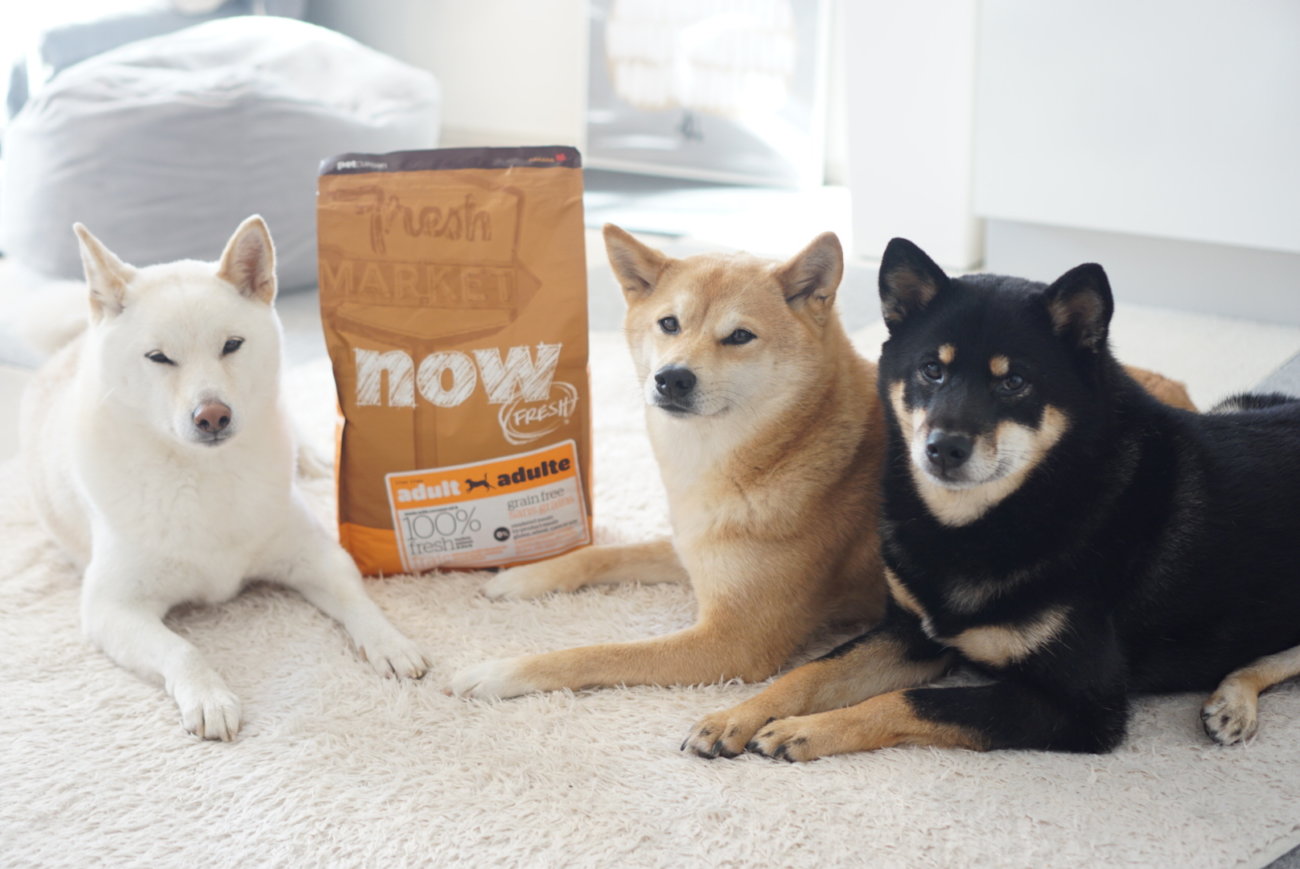 柴犬,フード,NOW FRESH,ナウフレッシュ