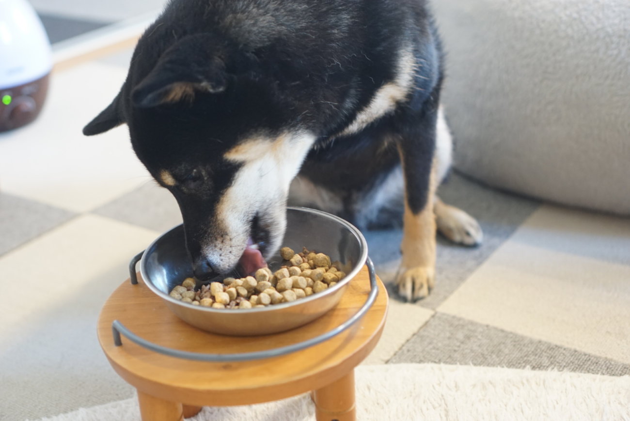 柴犬,フード,NOW FRESH,ナウフレッシュ