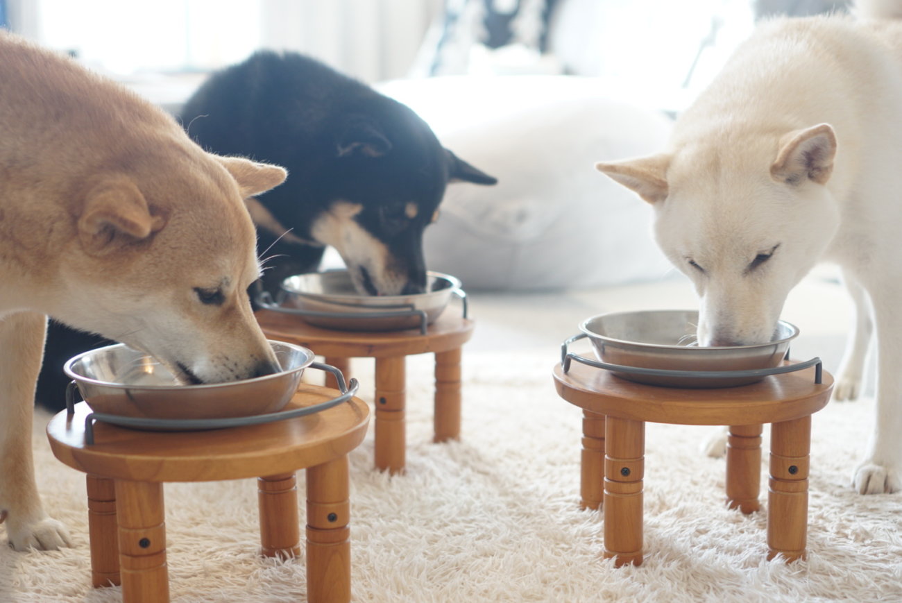 柴犬,フード,NOW FRESH,ナウフレッシュ