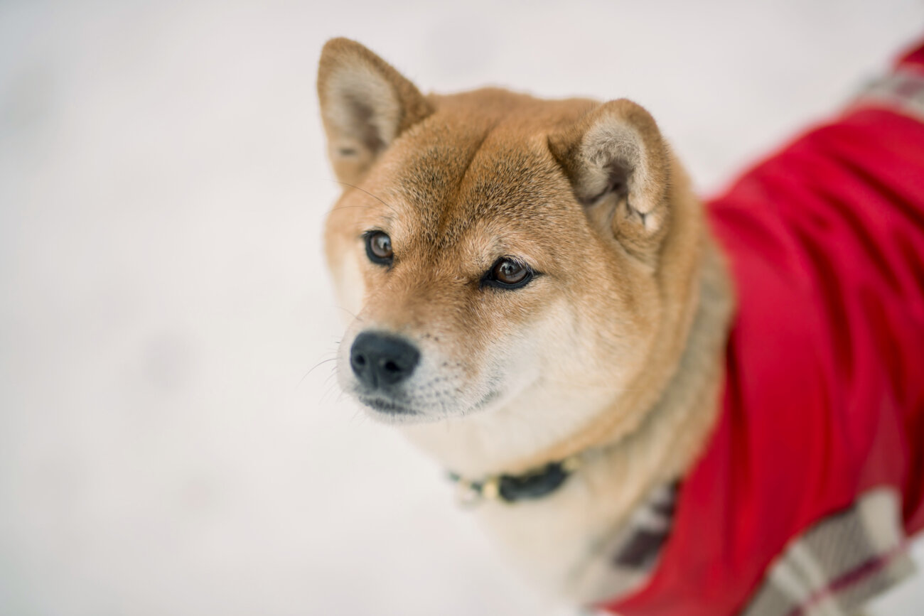 柴犬,愛玩動物飼養管理士